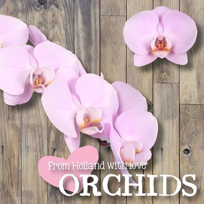 PHALAENOPSIS ORCHID - MANILA