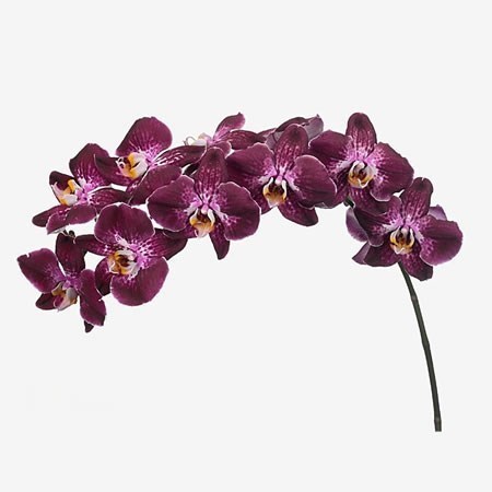 PHALAENOPSIS ORCHID - MARGARITA