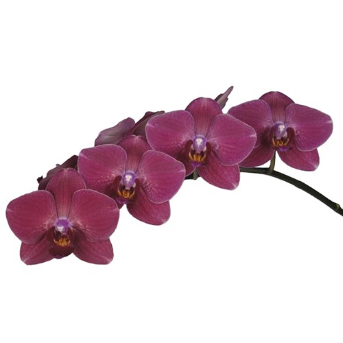 PHALAENOPSIS ORCHID - MONTREUX