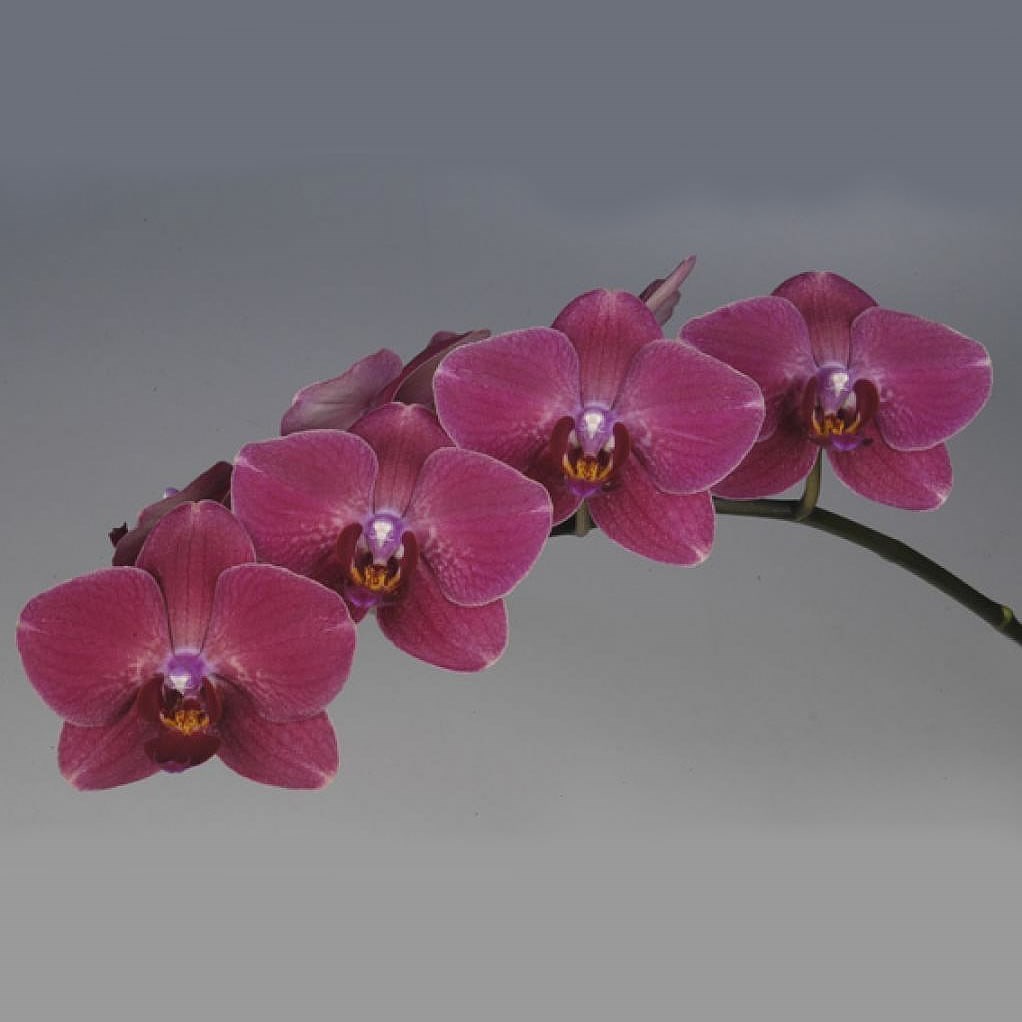 PHALAENOPSIS ORCHID - MONTREUX