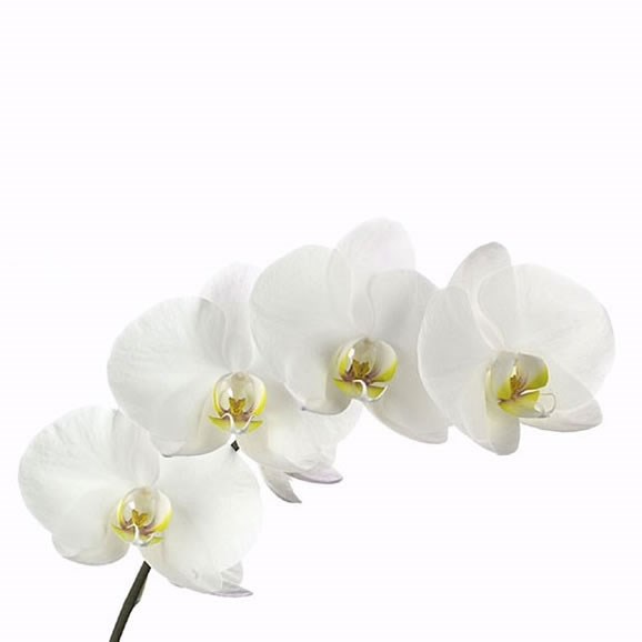 PHALAENOPSIS ORCHID - NAGASAKI