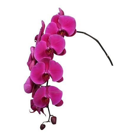 PHALAENOPSIS ORCHID - PURPLE HAZE