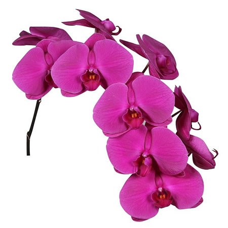 PHALAENOPSIS ORCHID - PURPLE PASSION 80cm | Wholesale Dutch Flowers &  Florist Supplies UK