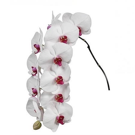 PHALAENOPSIS ORCHID - RED LIPS