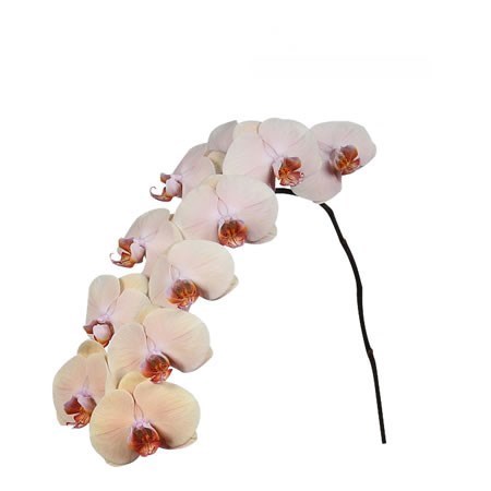 PHALAENOPSIS ORCHID - ROYAL PEACH