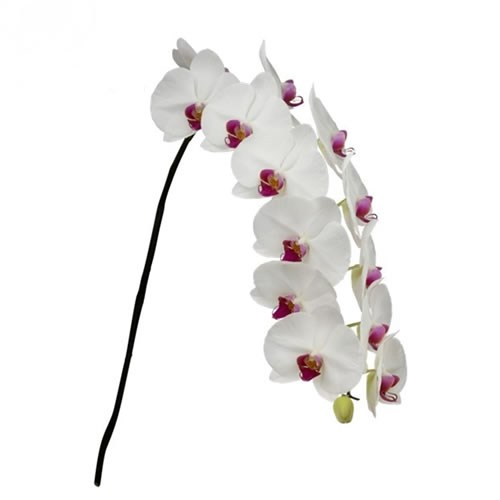 PHALAENOPSIS ORCHID - RUBY KISS