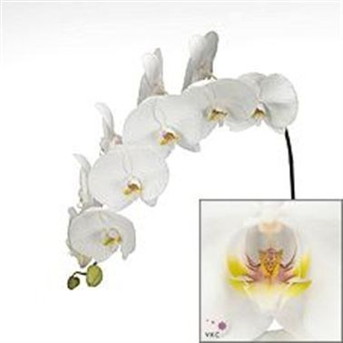 PHALAENOPSIS ORCHID - SENSATION WHITE