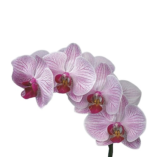 PHALAENOPSIS ORCHID - SHANGHAI