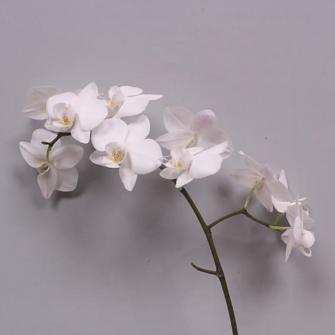 PHALAENOPSIS ORCHID - VENICE (SMALL FLOWERS)