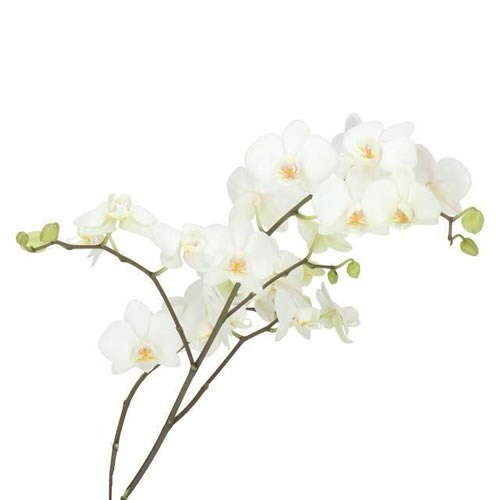 PHALAENOPSIS ORCHID - VENICE (SMALL FLOWERS)