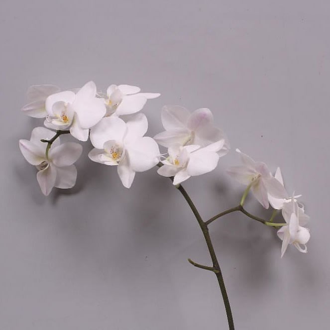 PHALAENOPSIS ORCHID - VENICE (small flowers)