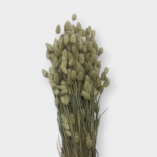 Phalaris (Dried)