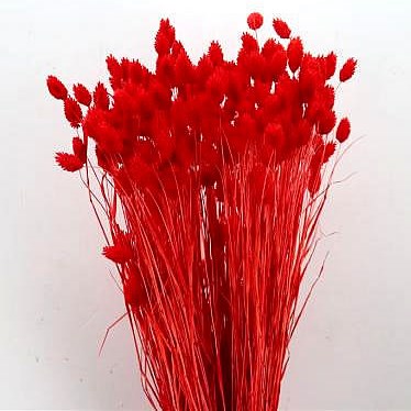 PHALARIS DYED RED (DRIED)