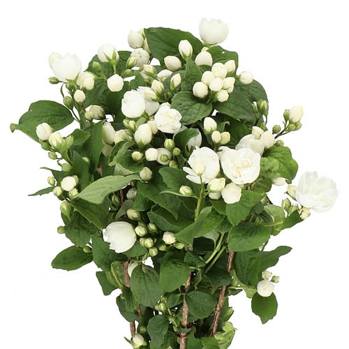 PHILADELPHUS SNOWWHITE FANTASY
