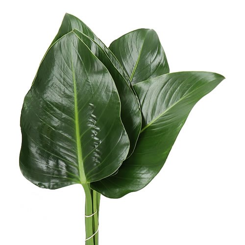PHILODENDRON GREEN BEAUTY