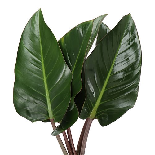 PHILODENDRON RED BEAUTY