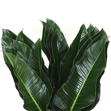 PHILODENDRON ST. TROPEZ