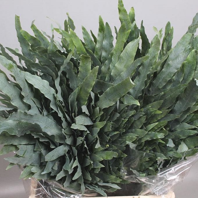 PHLEBODIUM BLUE STAR