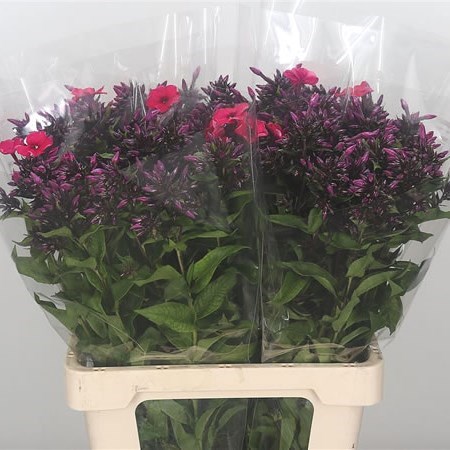 PHLOX AMY
