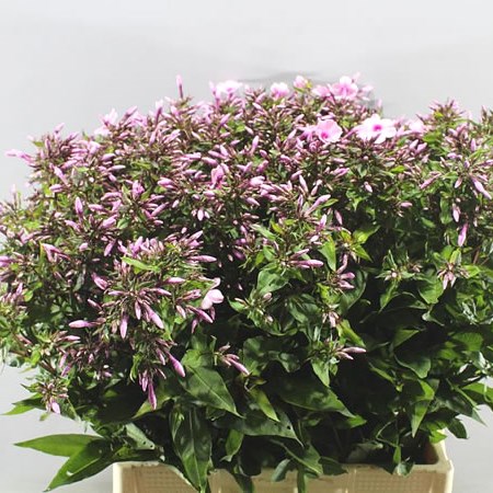 PHLOX BRAVE EYES