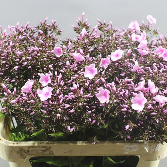 PHLOX BRIGHT EYES