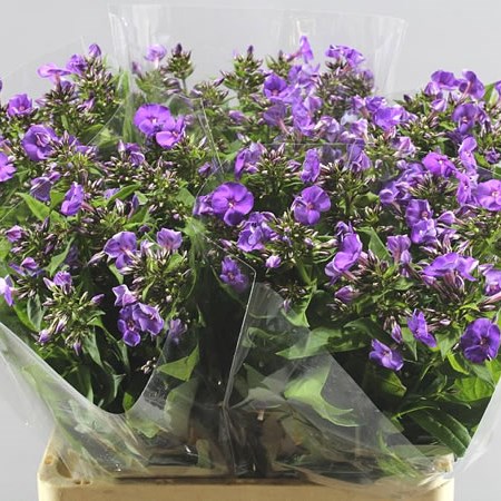 PHLOX CRISSY