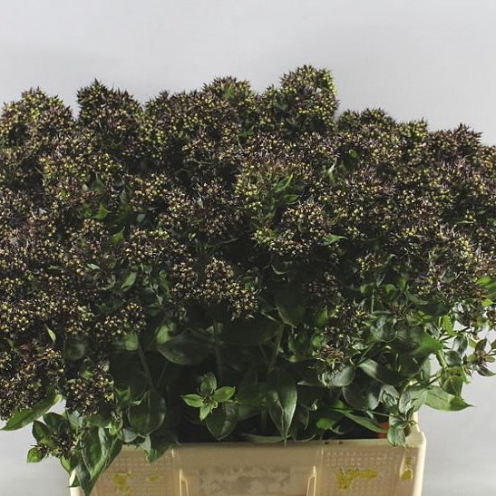 PHLOX DIAMONDS BLACK