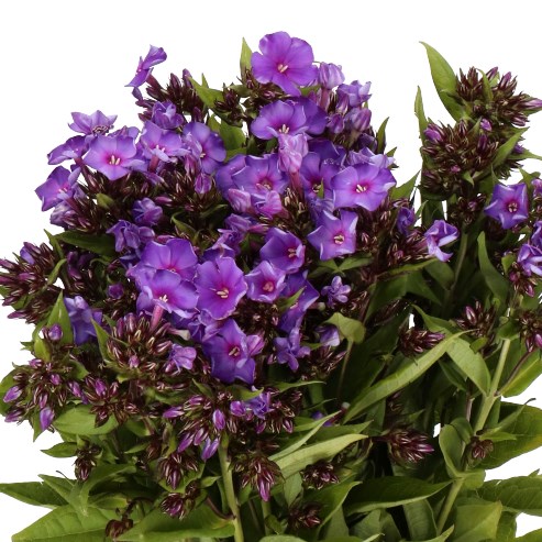 PHLOX DUSTERLOHE