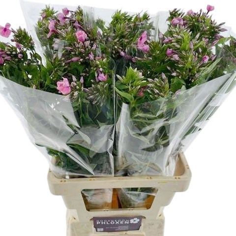 PHLOX KIKI