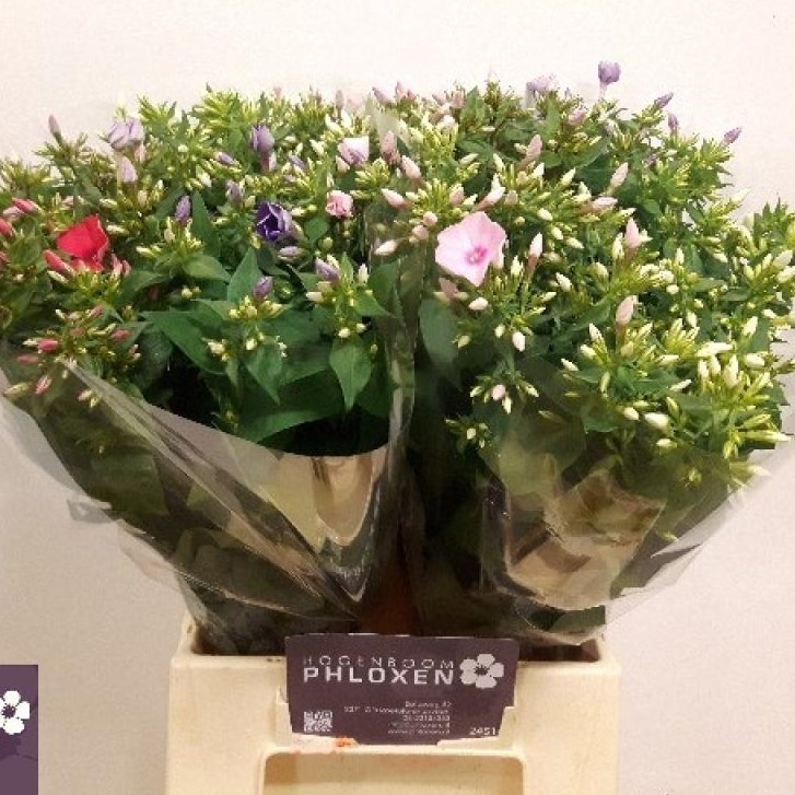PHLOX MIX (COLS MAY VARY TO IMAGE)