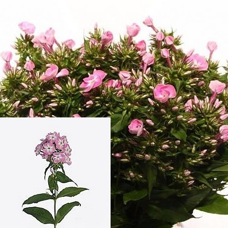 PHLOX SENORA