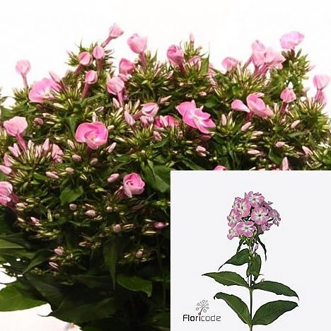 PHLOX SENORA