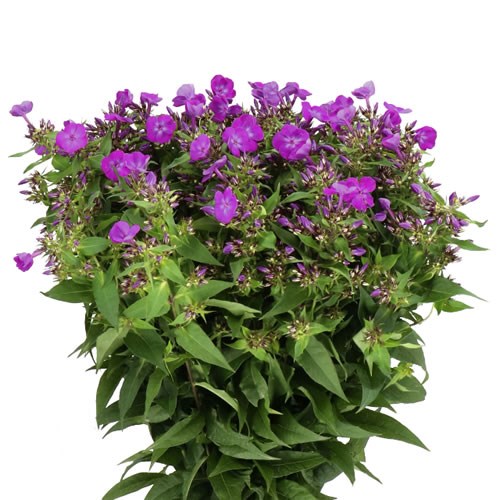 PHLOX SKY EYES