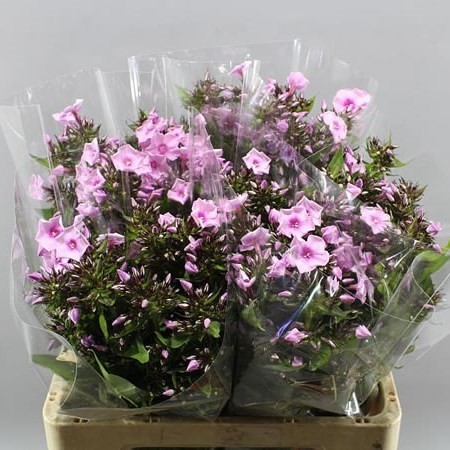 PHLOX SWEET LEXY 60cm | Wholesale Dutch Flowers & Florist Supplies UK
