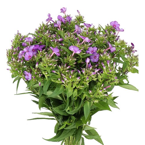 PHLOX VAN GOGH 60cm Wholesale Dutch Flowers Florist Supplies UK