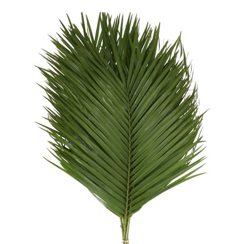 PHOENIX ROEBELINII PALM (VACUUM PACKED)
