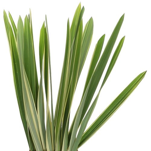 PHORMIUM TENEX GREEN