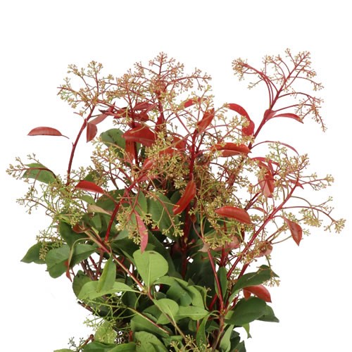 PHOTINIA (FLOWERING)