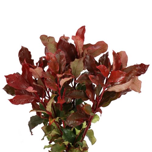 PHOTINIA MAGICAL VOLCANO
