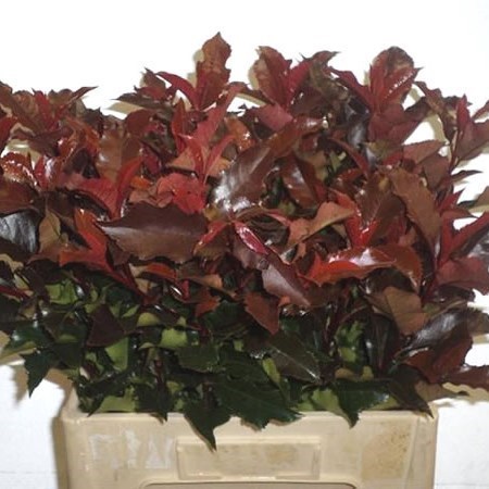 PHOTINIA MAGICAL VOLCANO