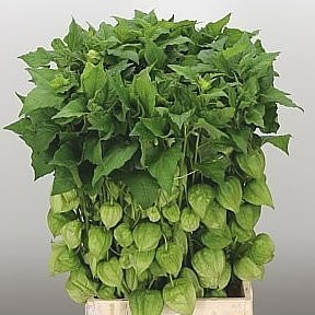 PHYSALIS CHINESE LANTERN GREEN