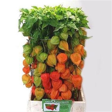 PHYSALIS CHINESE LANTERN STEMS