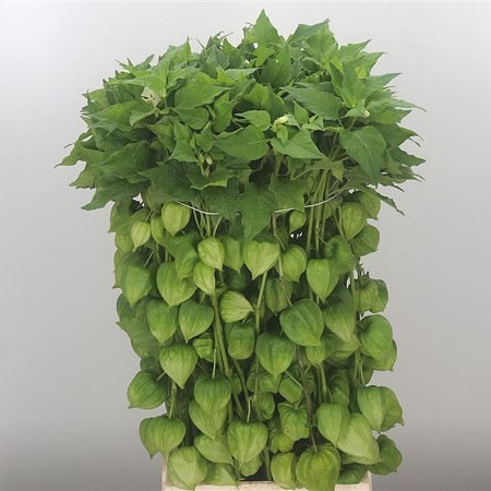 PHYSALIS CHINESE LANTERN STEMS GREEN