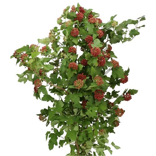 PHYSOCARPUS MAGICAL SPRING SAPPHIRE