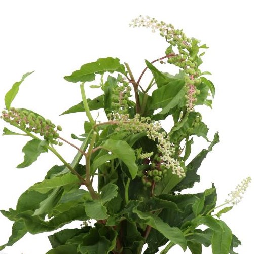 PHYTOLACCA AMERICANA