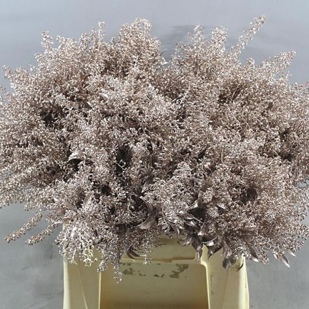 PIERIS DYED CHAMPAGNE + GLITTER
