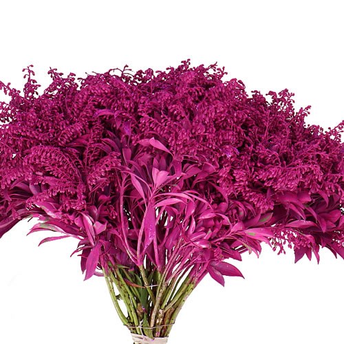 PIERIS JAPONICA DYED ERICA