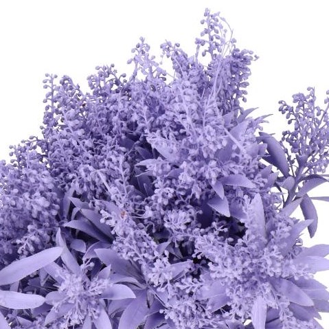 PIERIS JAPONICA DYED LAVENDER