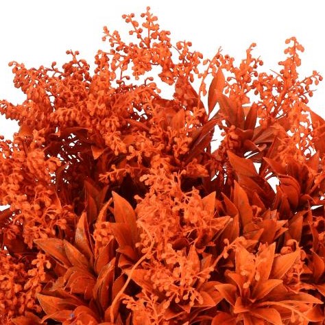 PIERIS JAPONICA DYED ORANGE