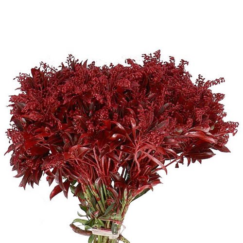 PIERIS JAPONICA DYED RED+GLITTER